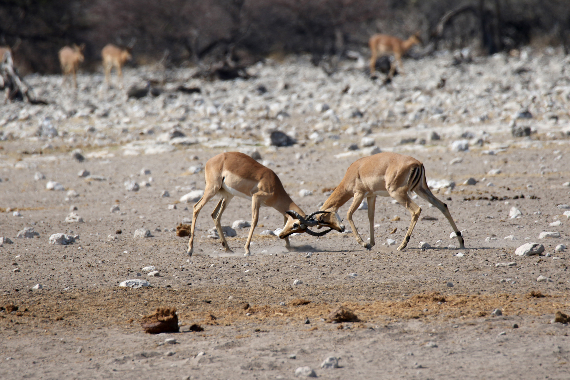 Springböcke im Etosha-Nationalpark - Namibia